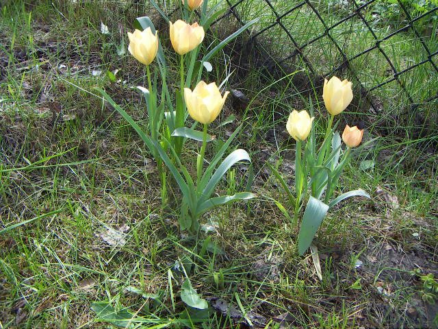 [tulipany botaniczne.JPG]